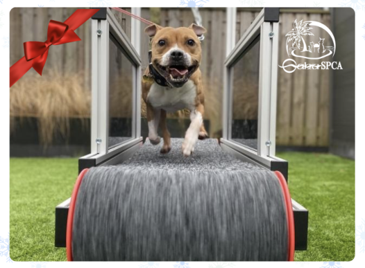 Holiday Hopes Wish Book Run Club