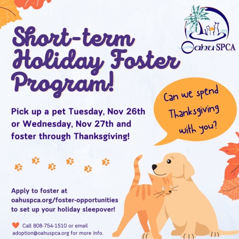 Oahu SPCA Thanksgiving Short Term Foster