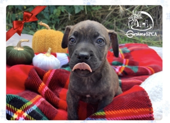 HolidayWish1Snuggles