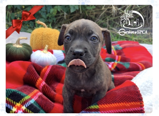 HolidayWish1Snuggles