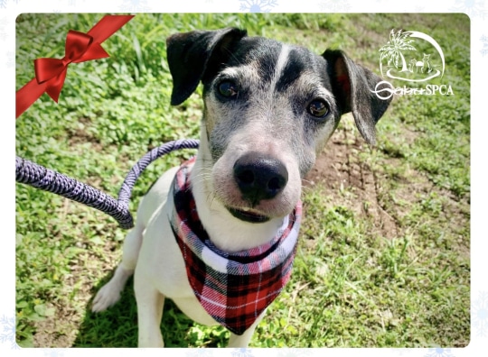 Holiday Hopes Seniors