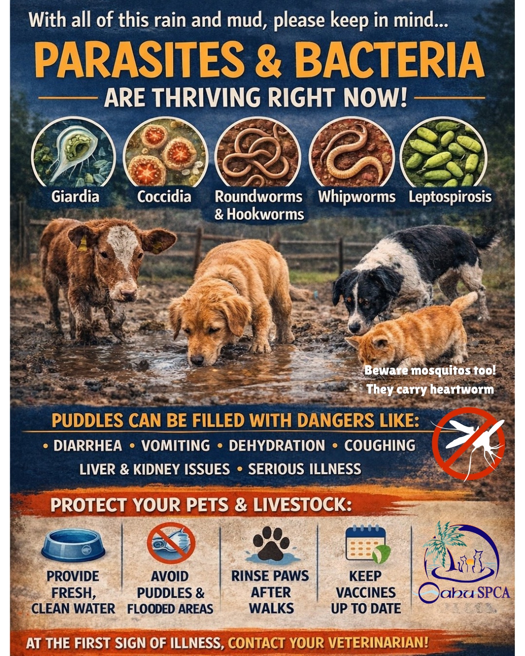 Pet Risks After Flooding Oahu SPCA