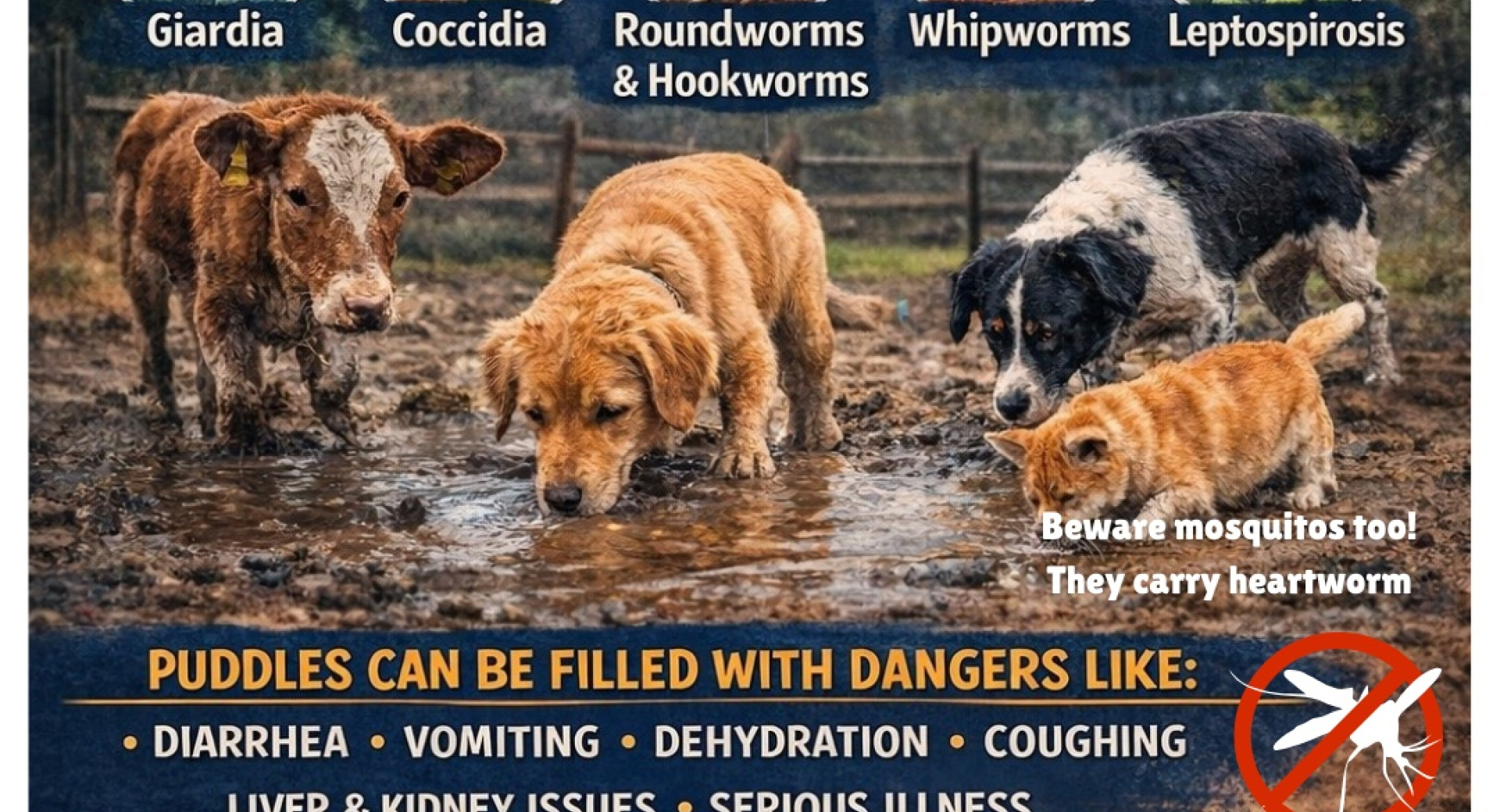 Protect Your Pets After Storms & Flooding